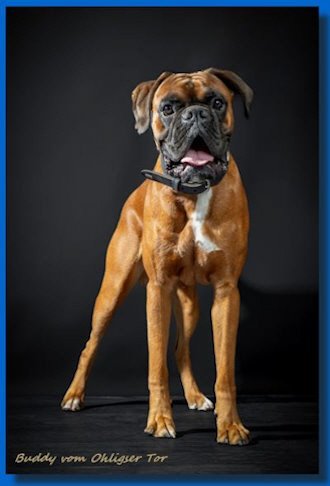 Buddy_Februar24_1a