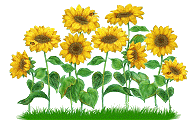 Sonnenblumen - Kopie